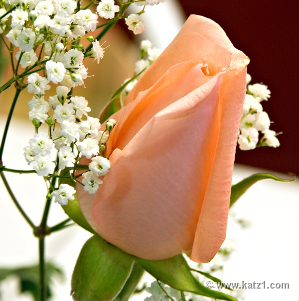 Peach 2